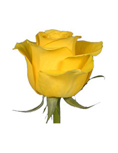 Brighton Yellow Roses | Vibrant Yellow Roses Wholesale