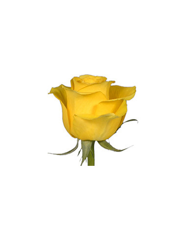 Brighton Yellow Roses | Vibrant Yellow Roses Wholesale