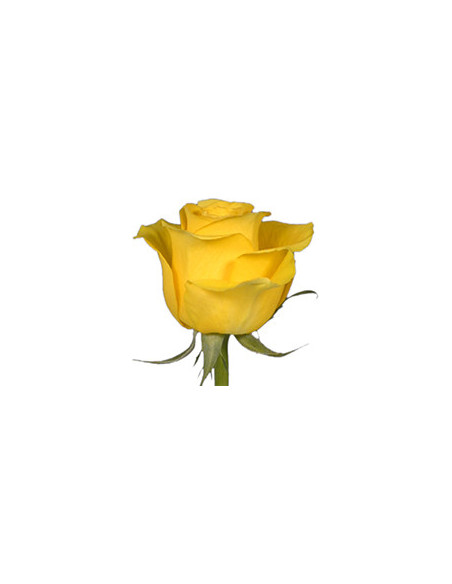 Brighton Yellow Rose 100 stems