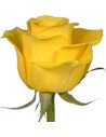 Brighton Yellow Rose