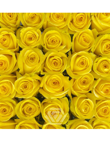 Goldfinch Yellow Rose — Bright Yellow Roses | Wholesale & Bulk (50 / 100 / 200 Stems)