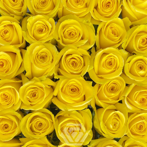 Goldfinch Yellow Rose 50 / 75 / 100 / 200 stems
