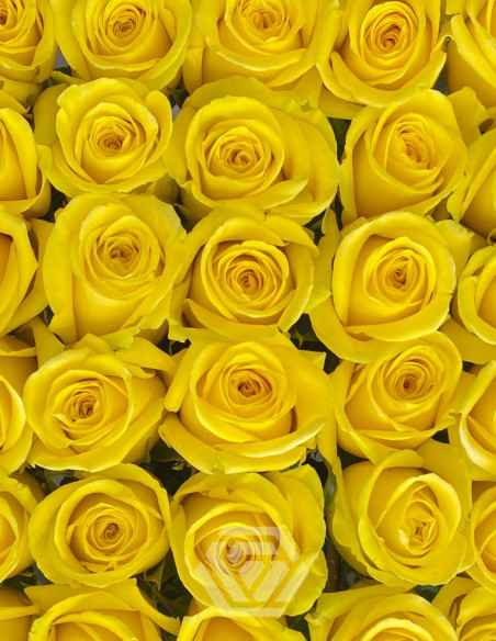 Goldfinch Yellow Rose 50 / 75 / 100 / 200 stems
