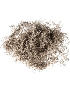 Spanish Moss "Mr. Big" FRESH