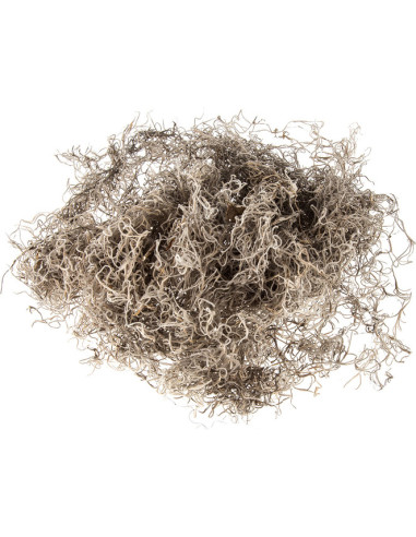 Spanish Moss “Mr. Big” Fresh | Wholesale & Bulk Greenery