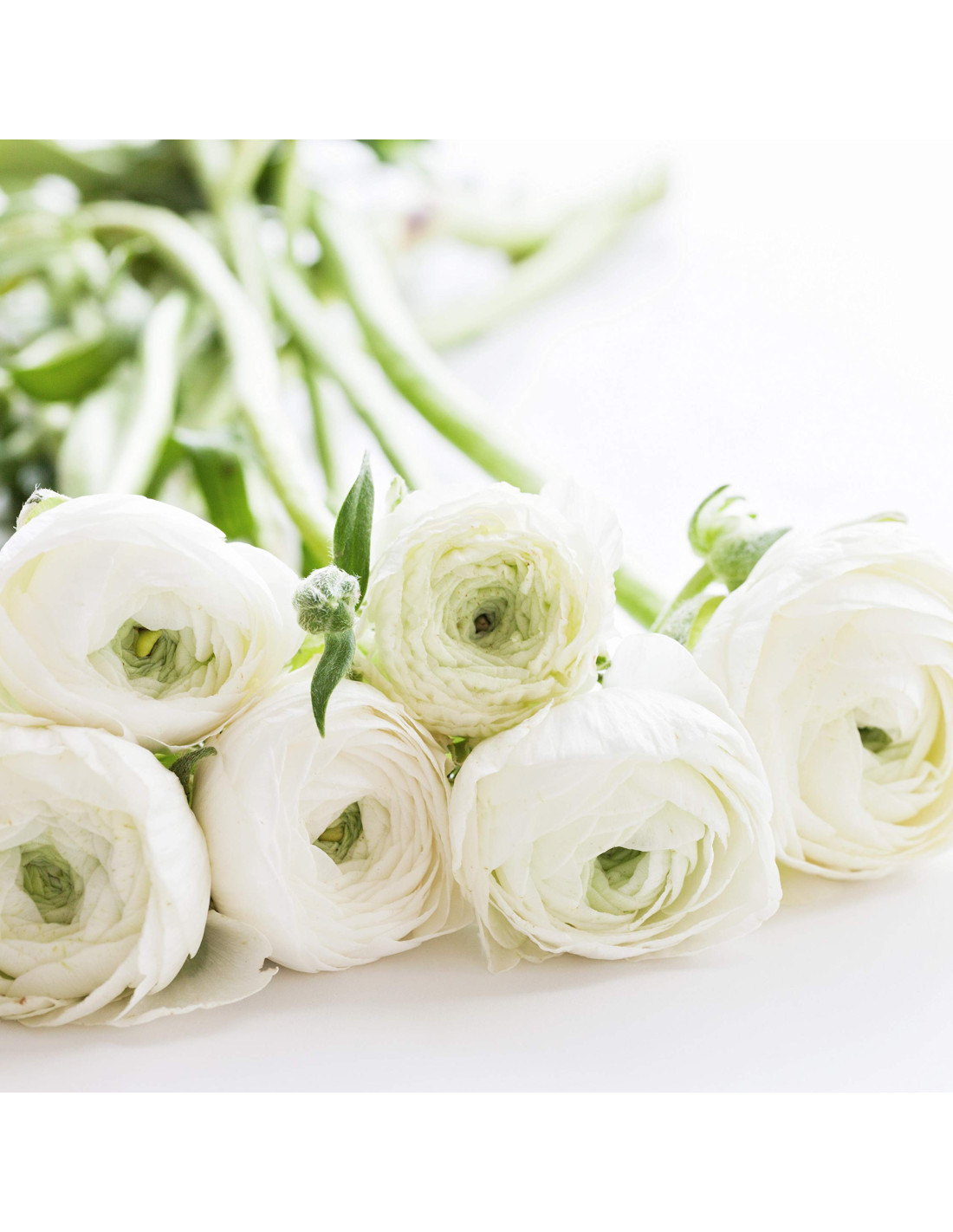 Whtie Ranunculus Ranunculus White 120 Stems