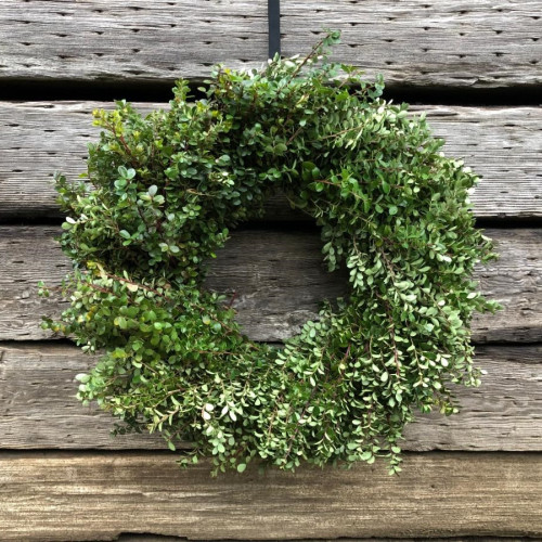 Boxwood Wreath 24"