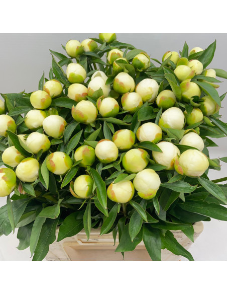 White Duchess de nemour Peonies 100 stems