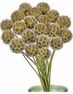 Scabiosa Stellata Pods 50 / 100 / 150 / 200 stems