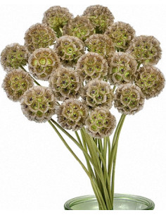 Wholesale Scabiosa Stellata Pods - Bulk Stems | California Grown