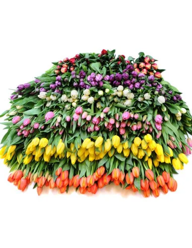 Greenhouse Tulips Assorted By the Box STANDING ORDER for wholesale by Florasource