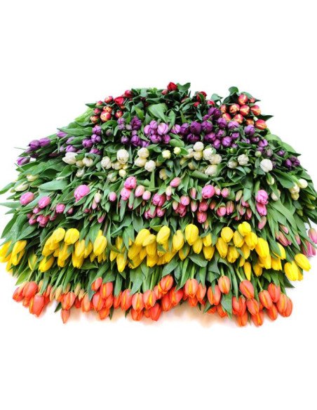 Wholesale tulips for florists,  wedding and event professionals