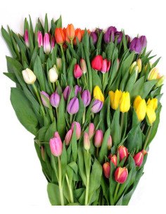 Wholesale tulips for florists,  wedding and event professionals 2