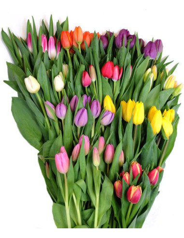 Wholesale tulips for florists,  wedding and event professionals Wholesale tulips for florists,  wedding and event professionals