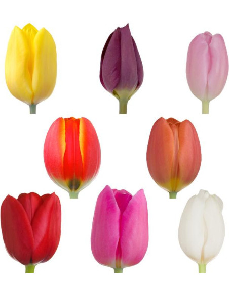Wholesale tulips for florists,  wedding and event professionals