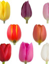 Greenhouse Tulips Assorted By the Box 5 or 12 bunches