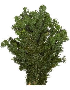 Christmas Greens Sampler Box 12 bunches