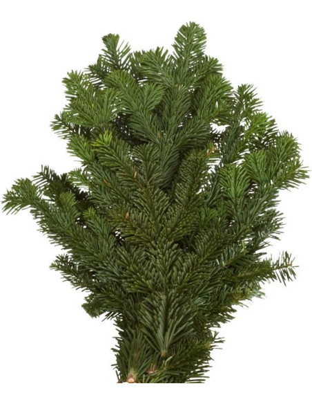 Christmas Greens Sampler Box 14 bunches