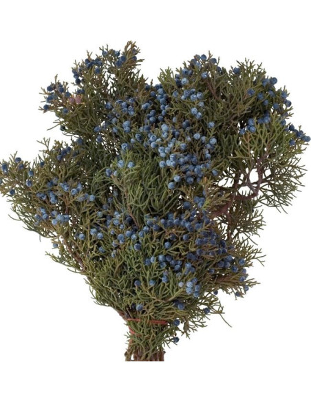 Christmas Greens Sampler Box 14 bunches