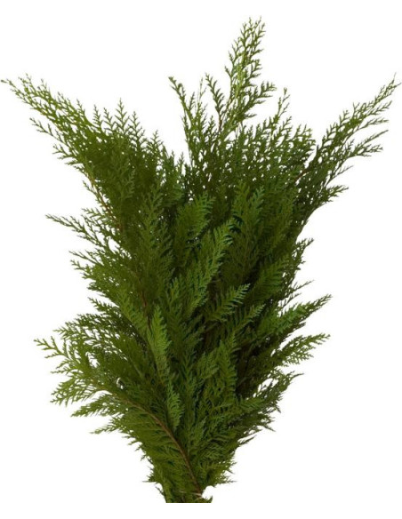 Christmas Greens Sampler Box 14 bunches