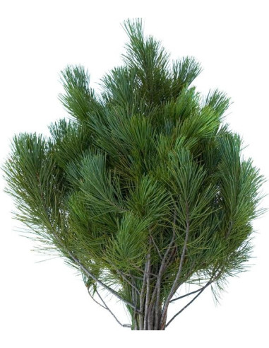 Christmas Greens Sampler Box 14 bunches