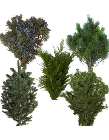 Christmas Greens Sampler Box 14 bunches