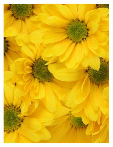 Daisy Assorted 12 Bunches Daisy Assorted 12 Bunches