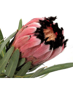 Protea pink ic ON SALE $2.00 per stem