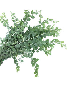 Acacia Pearl – Wholesale & Bulk Fresh Greenery