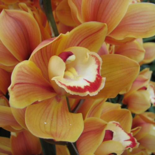 wholesale cymbidium orchids