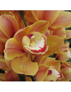 wholesale cymbidium orchids
