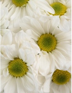 Daisy White 12 Bunches