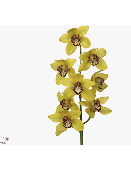 wholesale cymbidium orchids