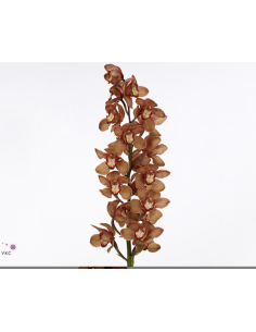 wholesale cymbidium orchids