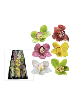 Cymbidium Orchids Assorted 2