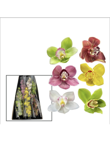 wholesale cymbidium orchids