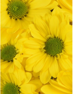 Daisy Yellow 12 Bunches