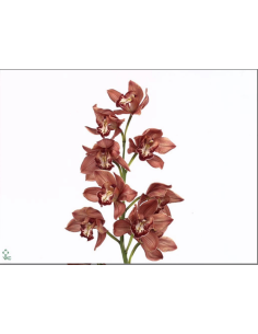 wholesale cymbidium orchids