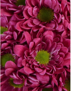 Daisy Lavender 12 Bunches