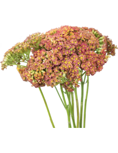 Yarrow Burgundy 60cm 150 stems