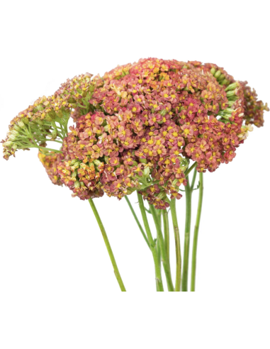 Yarrow Burgundy 60cm 15 bunches