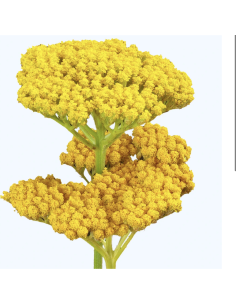 Yarrow Yellow 60cm 150 Stems