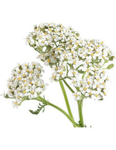 Wholesale Yarrow White - 12 Bunches Bulk Box (60cm) | Florasource