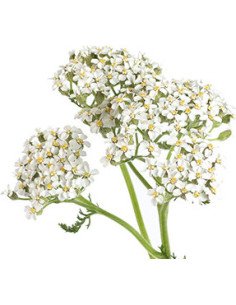 Yarrow White 60cm 12 bunches
