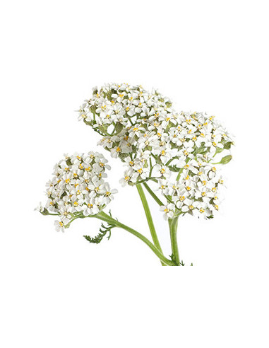 Wholesale Yarrow White - 12 Bunches Bulk Box (60cm) | Florasource