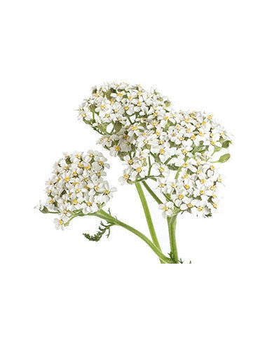 Yarrow White 60cm 12 bunches