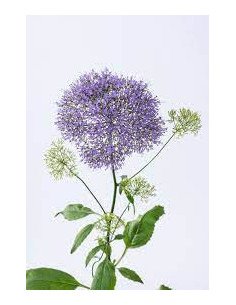 Trachelium Assorted 100 stems