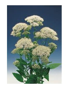 Trachelium Assorted 100 stems 2