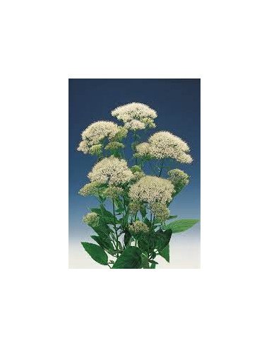Trachelium Assorted 100 stems Trachelium Assorted 100 stems