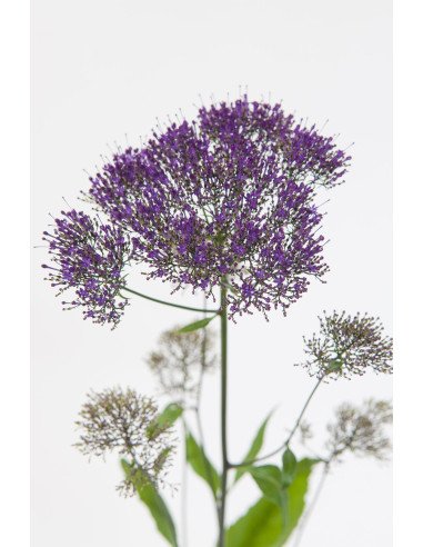 Trachelium Assorted 100 stems Trachelium Assorted 100 stems
